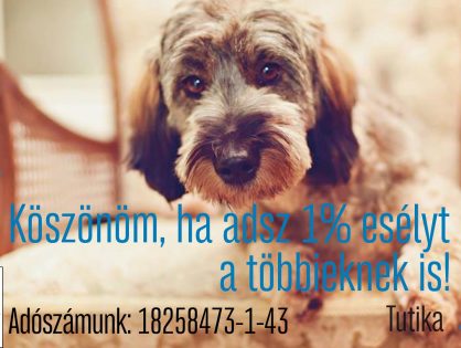 Adó 1% - Életet ment! - Pintácsi Viktória és Yeti/ex-Tuti