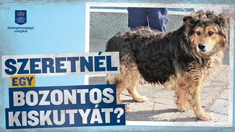 Mit tegyünk? Ti mit tennétek?